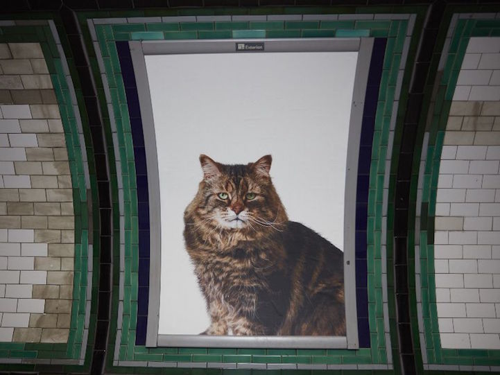 cats4