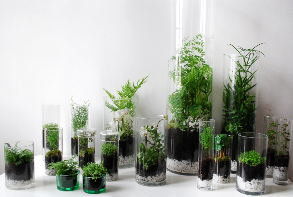 lhh_terrariums_gen1